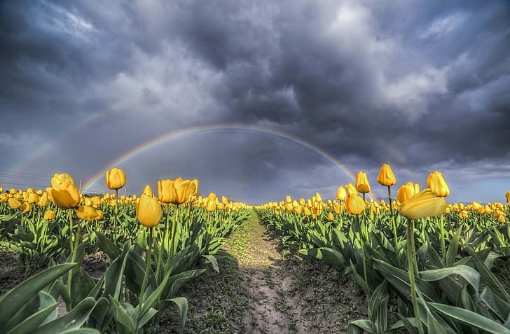 campo, paesaggio, nuvole, natura, bellezza, arcobaleno, tulipani, tulipani gialli, Sfondo HD