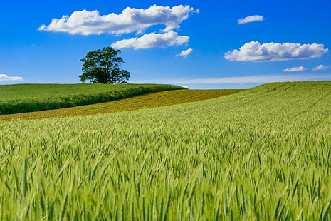 фотография обширного поля зеленой травы, DSC, фотография, обширная, зеленая трава, поле травы, пейзаж, пейзажи, весна, зеленое солнце, облака, облачно, Франция, Швейцария, граница, природа, сельское хозяйство, дерево, кукурузное поле, пшеница, сельская местностьСцена, поле, ферма, небо, лето, синий, урожай, злаки Растение, рост, на открытом воздухе, земля, растение, желтый, ландшафтный, HD обои HD wallpaper
