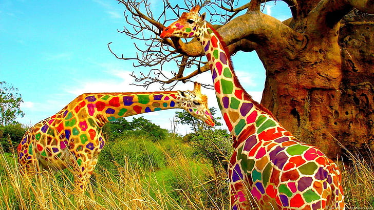 Красочное искусство жирафов, другое искусство, красочные, жирафы, HD обои