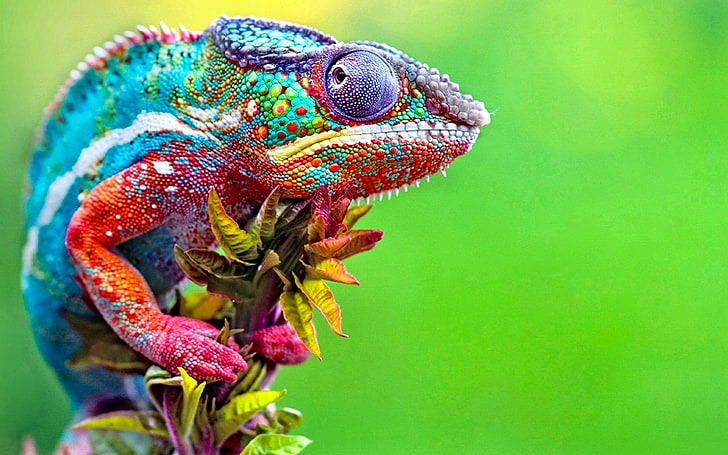 blue, red, and purple chameleon, untitled, chameleons, colorful, macro, animals, HD wallpaper