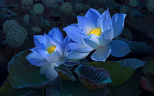 flores azules y hojas verdes, flores, el fondo oscuro, tratamiento, azul, arte, Lotus, dos, Fondo de pantalla HD HD wallpaper
