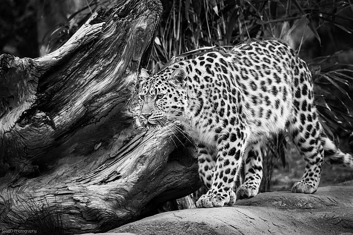 amur, leopard, HD wallpaper
