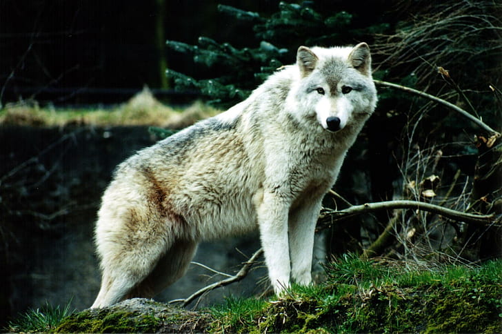 The White Wolf, gray wolves, baby wolves, nature, grass, wolves, white wolves, animals, HD wallpaper