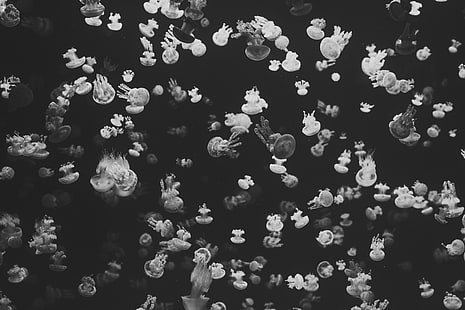 grafika doodle, morze, meduza, monochromatyczny, Tapety HD HD wallpaper