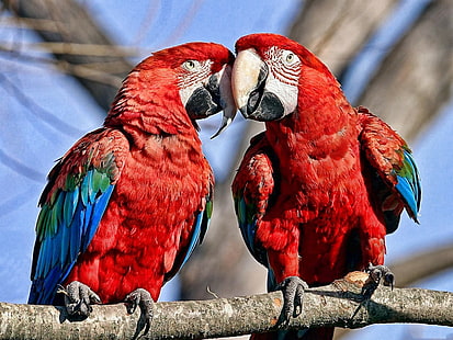 burung, burung beo, alam, macaw, Wallpaper HD HD wallpaper