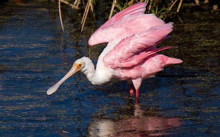 Espátula rosada en Florida Vivir en los pantanos Ríos y lagos Aves Fondos de pantalla para móviles Descargar gratis 3840 × 2400, Fondo de pantalla HD