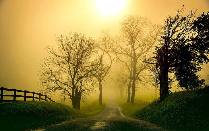 väg mellan träd, natur, landskap, väg, dimma, gräs, träd, morgon, staket, solljus, HD tapet