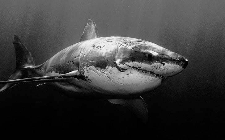 Blanco Animales Tiburones Escala de grises Submarino Iphone, peces, animales, escala de grises, iphone, tiburones, bajo el agua, blanco, Fondo de pantalla HD