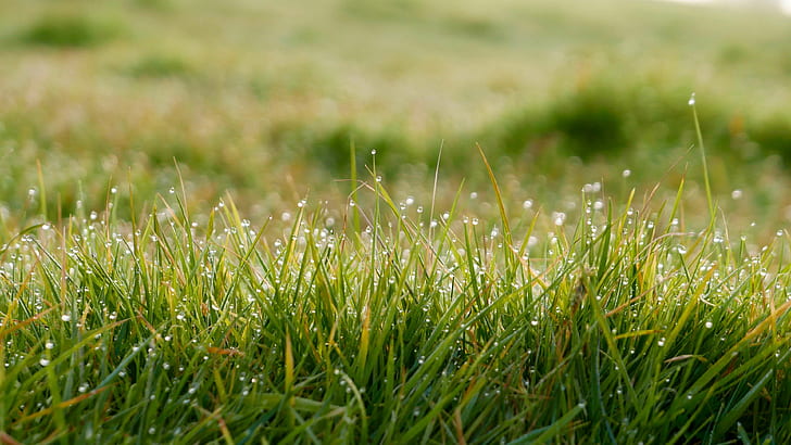 close up, dew, field, grass, green, ground, lawn, wet, HD wallpaper