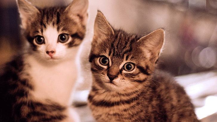 two gray tabby kittens, cat, animals, baby animals, kittens, HD wallpaper