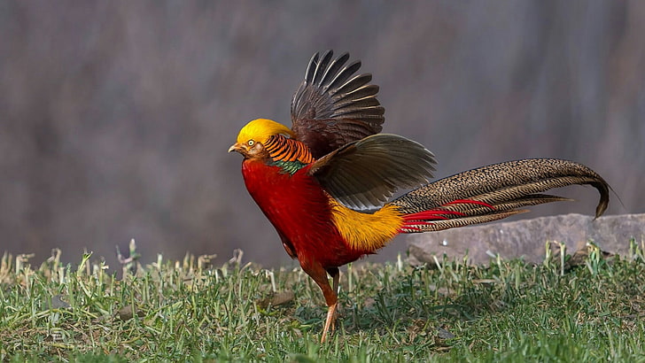 golden pheasant, bird, pheasant, galliformes, wildlife, feather, wing, HD wallpaper