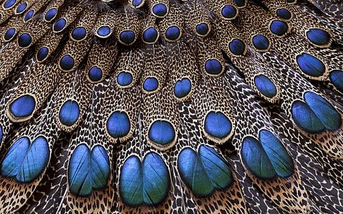 ريش الطاووس الأزرق والبني ، الريش ، الطاووس ، الضوء ، الخلفية ، الملمس، خلفية HD HD wallpaper