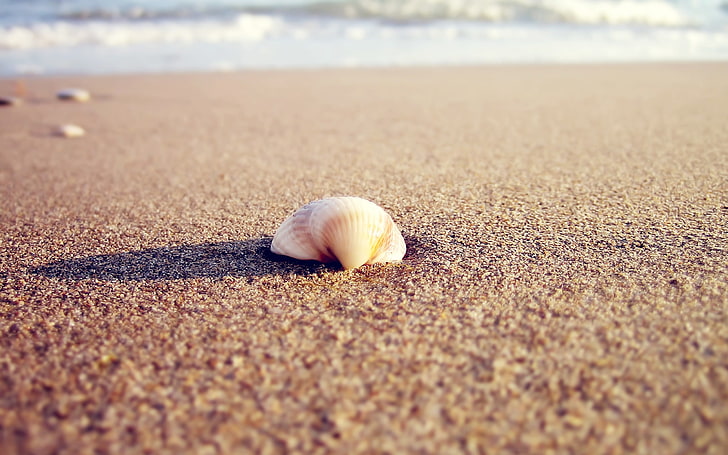 brown seashell, macro, nature, sand, seashells, HD wallpaper