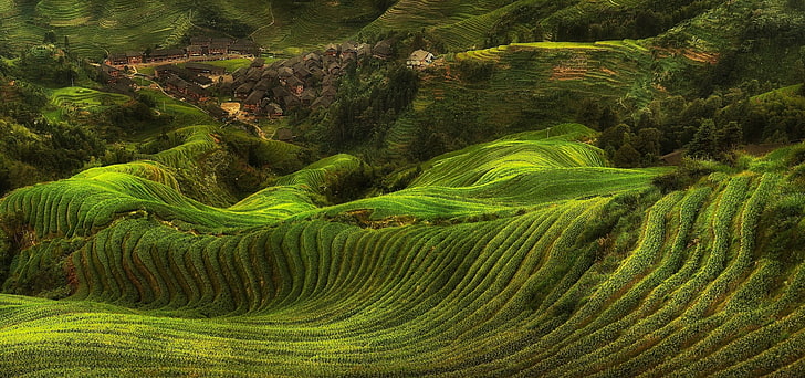 field, rice paddy, terraces, villages, hills, green, trees, farm, landscape, nature, HD wallpaper
