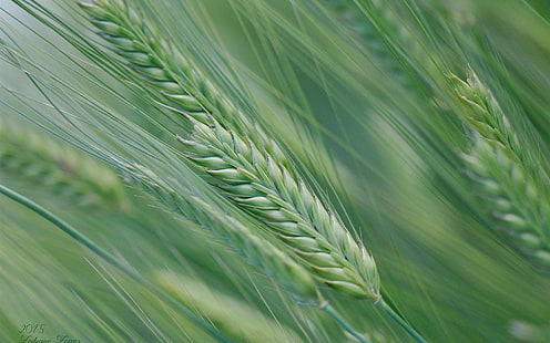 春、小麦畑、小穂、緑、春、小麦、フィールド、小穂、緑、 HDデスクトップの壁紙 HD wallpaper