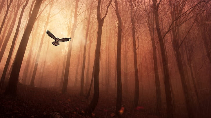 Owl Forest, forest, HD wallpaper
