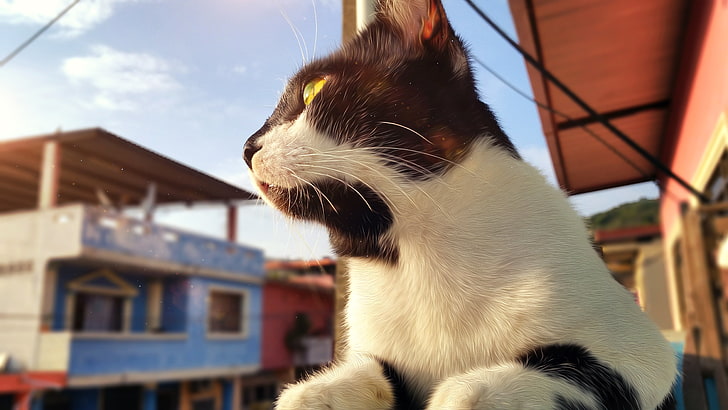 кот, эквадор, животные, желтые глаза, HD обои