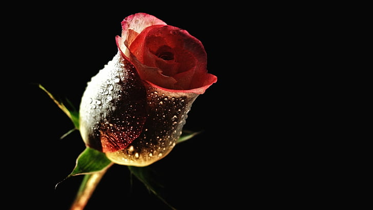 Rose Flower Water Drops Black HD, red tulip, nature, black, flower, water, drops, rose, HD wallpaper