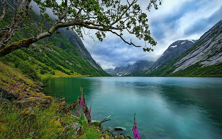 blå vattenkropp, natur, landskap, sjö, vildblommor, träd, berg, Norge, gräs, moln, sommar, vatten, HD tapet