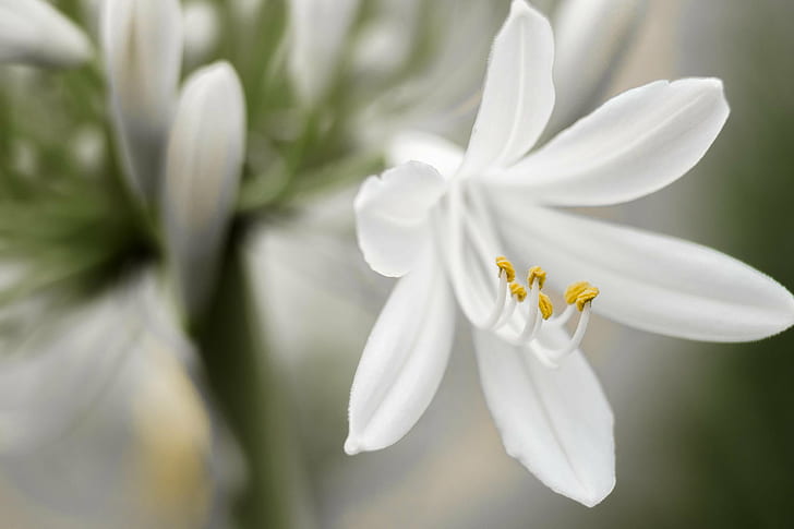 bunga putih petaled, ia berbicara kepada malaikat, putih, bunga, blanc, jaune, kuning, nikon D750, NIKKOR, mm, f4.0, musim panas, alam, tanaman, daun bunga, close-up, Kepala bunga, musim semi, keindahan Di Alam, Wallpaper HD