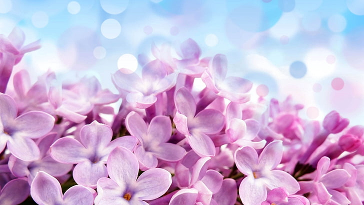 pink petaled flower, lilac, bunga, latar belakang, cerah, Wallpaper HD