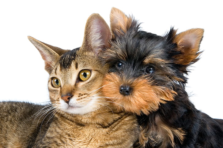 Tier, Katze und Hund, Katze, Yorkshire Terrier, HD-Hintergrundbild
