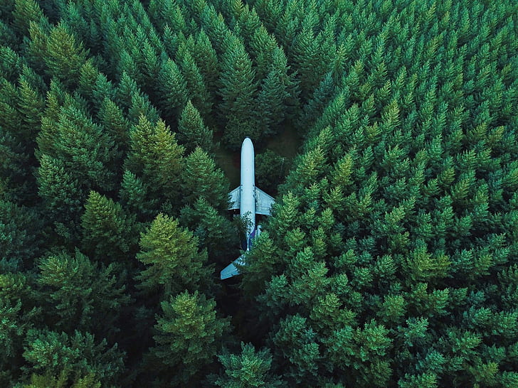 uçak, uçak, ağaçlar, orman, doğa, havadan görünümü, kuşbakışı, HD masaüstü duvar kağıdı