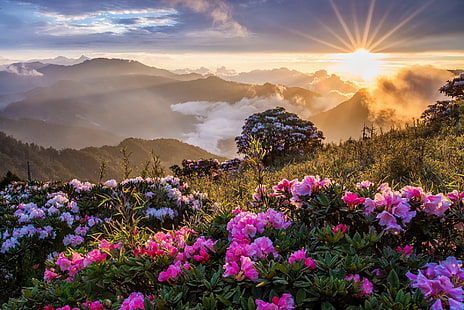 flowers, nature, mountains, sunset, sunrise, mist, HD wallpaper HD wallpaper