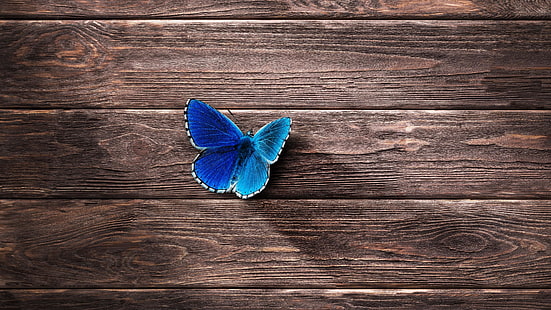 butterfly, surface, wood, wooden, blue, close up, HD wallpaper HD wallpaper