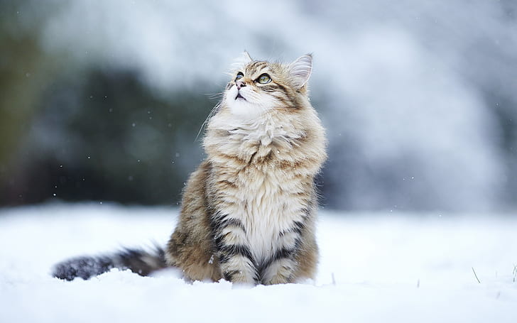 Gatto della neve di inverno, occhi che osservano via, inverno, neve, gatto, occhi, distogliere lo sguardo, Sfondo HD