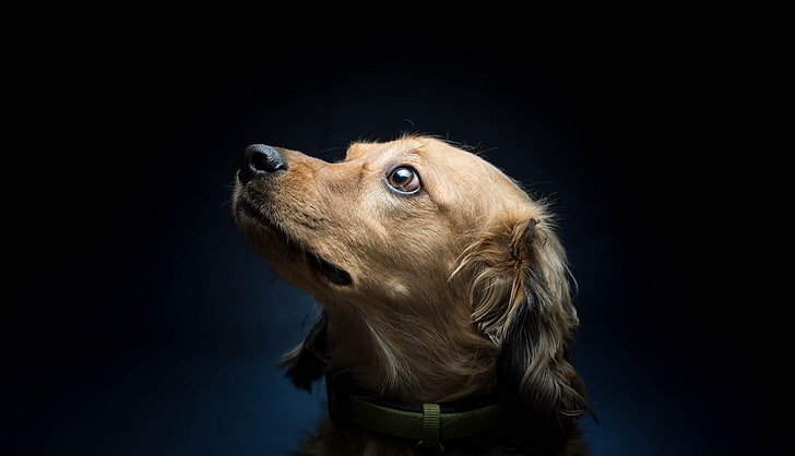 brauner und weißer kurzer überzogener Hund, Tiere, Hund, einfacher Hintergrund, Haustier, HD-Hintergrundbild