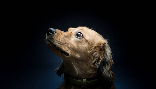 茶色と白の短いコーティングされた犬、動物、犬、シンプルな背景、ペット、 HDデスクトップの壁紙 HD wallpaper