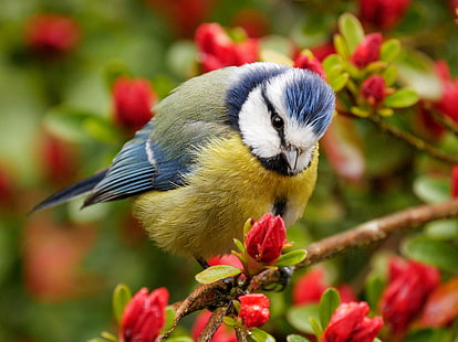 branches, oiseau, floraison, fleurs, mésange, mésange bleue, Fond d'écran HD HD wallpaper