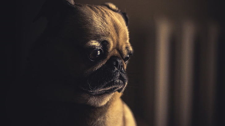 ปั๊กสีน้ำตาลปั๊กสุนัขอารมณ์เศร้าคนเดียวสีน้ำตาลเบลอระยะชัดลึกการถ่ายภาพสัตว์เลี้ยง, วอลล์เปเปอร์ HD