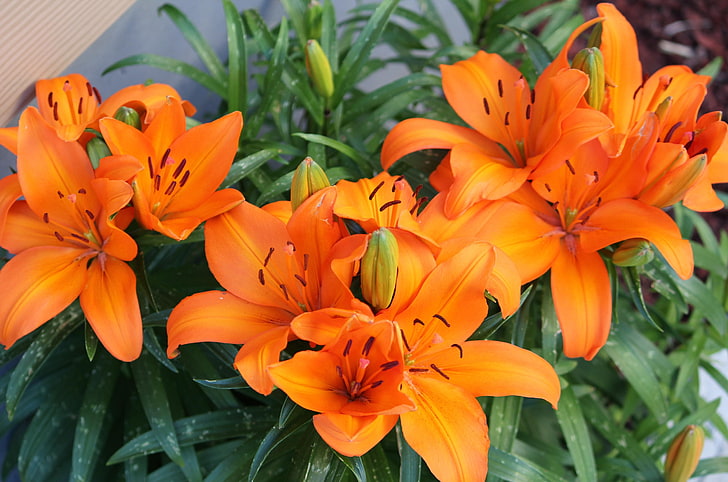 оранжевый цветок с лепестками, лилия, оранжевые, яркие, цветы, HD обои