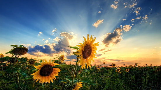 Sonnenblumen, Sonnenaufgang, Himmel, Wolken, HD-Hintergrundbild HD wallpaper