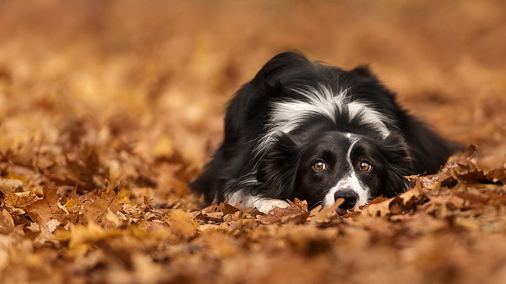 hojas, perro, animales, otoño, Fondo de pantalla HD