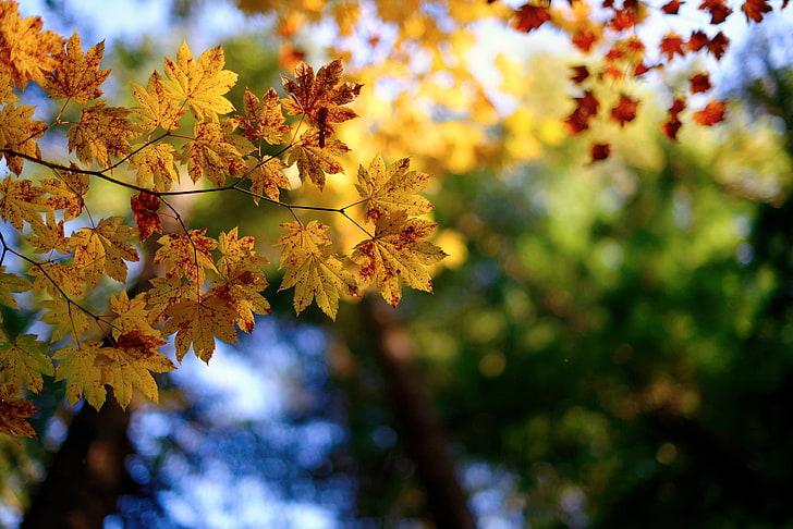 노란 잎된 단풍 나무가, 매크로, 가지, 자연, 단풍, HD 배경 화면
