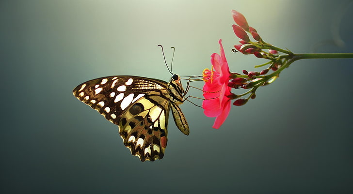 lepidoptera, makro, bunga, kupu-kupu, serangga, hewan, Wallpaper HD