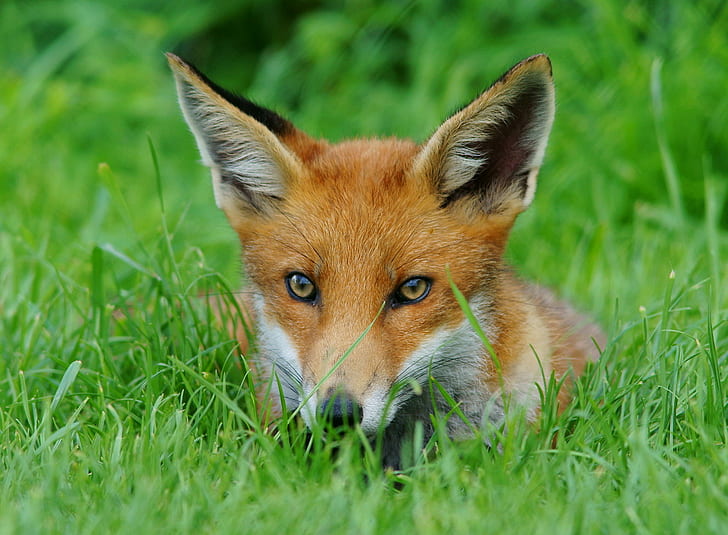 Rubah merah berbaring di rumput hijau selama siang hari, cub, fox, cub, Cub, red Fox, rumput hijau, siang hari, British Wildlife Centre, Newchapel Surrey, Pemangkasan, rubah, hewan, alam, rumput, mamalia, margasatwa, anjing, karnivora, Wallpaper HD