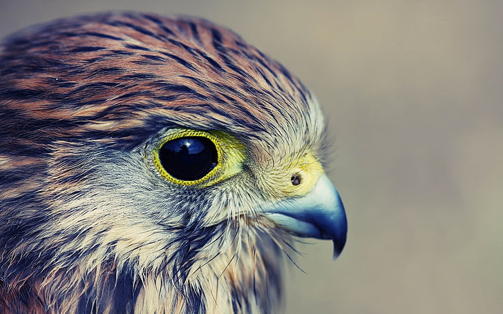 brauner und grauer Vogel, Adler, Baby, Falke, Kopf, Schnabel, Fleischfresser, HD-Hintergrundbild