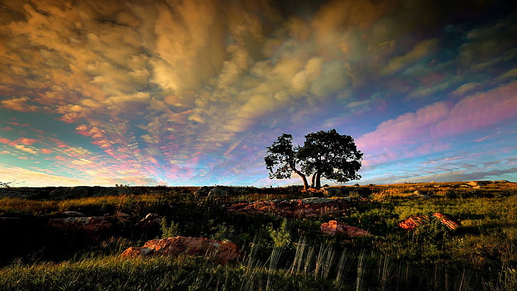 grünes tre, natur, landschaft, himmel, wolken, HD-Hintergrundbild