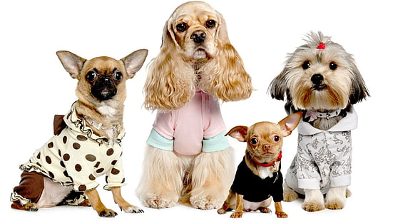 Modelli animali domestici, cocker spaniel, animali domestici, terrier, animali, cani carini, natura, chihuahua, Sfondo HD HD wallpaper