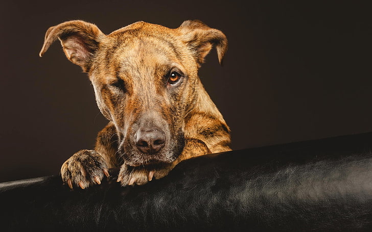 short-coated tan dog, dog, animals, leather, HD wallpaper