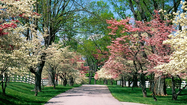 бели и розови дървета, път, природа, парк, пролет, цвят, цветове, HD тапет