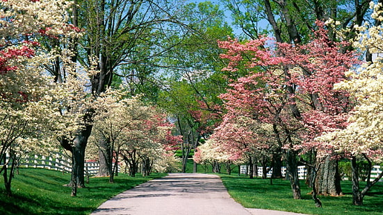 pohon putih dan merah muda, jalan, alam, taman, musim semi, mekar, bunga, Wallpaper HD HD wallpaper