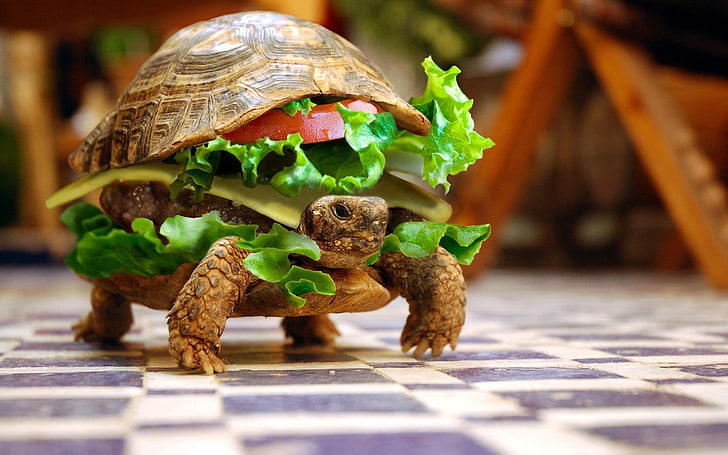 Burger, funny, hamburger, humor, Photoshop, turtle, HD wallpaper |  Wallpaperbetter
