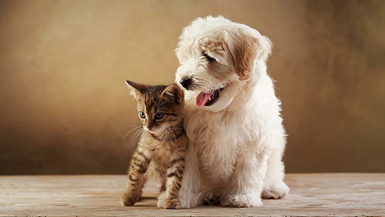 katt, hund, söt, valp, djur, kattunge, rolig, vänskap, vän, HD tapet HD wallpaper