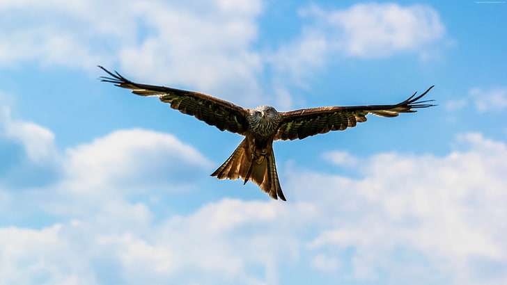 peregrine falcon, bird, 4K, sky, HD wallpaper