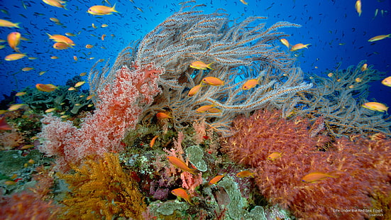 紅海、エジプト、海洋生物の下での生活、 HDデスクトップの壁紙 HD wallpaper